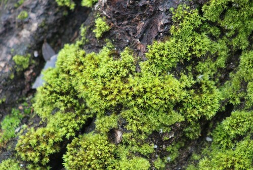 Syntrichia ruralis (Star Moss)