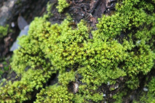 Syntrichia ruralis (Star Moss)