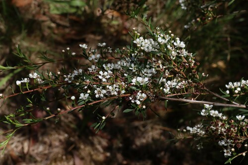 Kunzea leptospermoides (Yarra burgan) (alternate view 5)