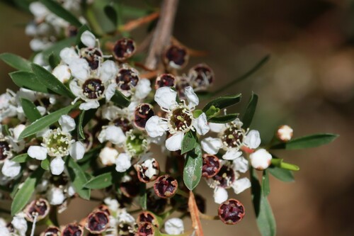 Kunzea leptospermoides (Yarra burgan) (alternate view 4)
