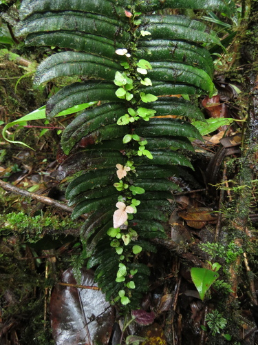 Blechnum (hard ferns) (alternate view 8)