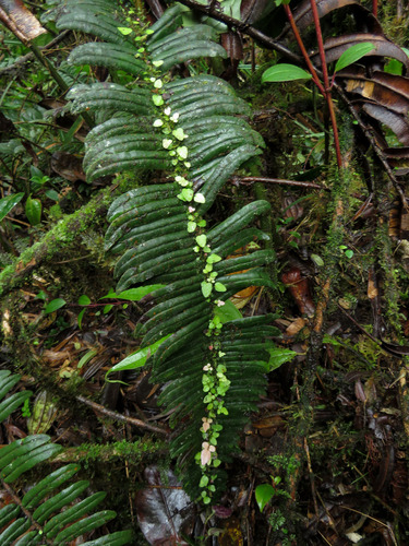 Blechnum (hard ferns) (alternate view 5)