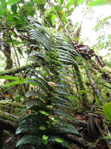 Blechnum (hard ferns) (alternate view 6)
