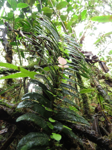 Blechnum (hard ferns) (alternate view 7)