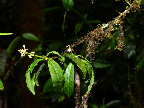 Psychotria (wild coffees)
