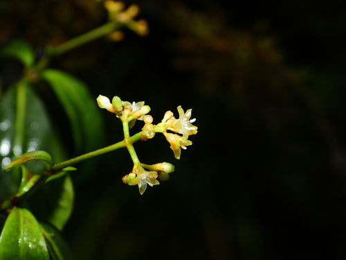 Psychotria (wild coffees) (alternate view 2)