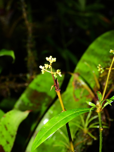 Psychotria (wild coffees) (alternate view 3)