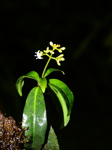 Psychotria (wild coffees) (alternate view 4)