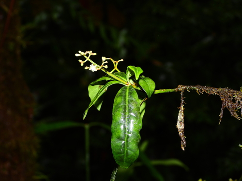 Psychotria (wild coffees) (alternate view 5)
