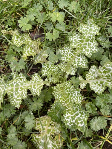 Silybum marianum (milk thistle) (alternate view 5)