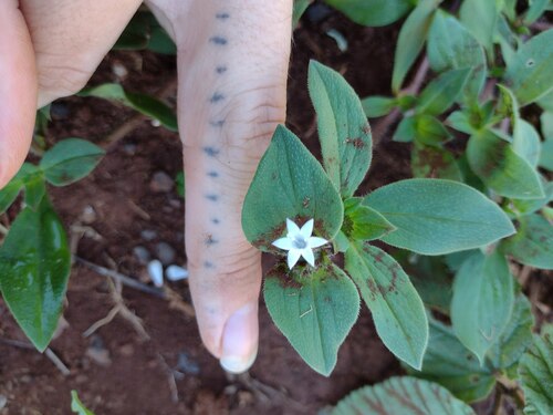 Richardia (Mexican clovers) (alternate view 9)