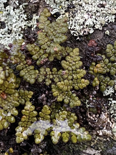 Myriopteris (lip ferns) (alternate view 5)