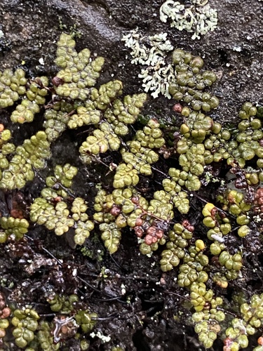 Myriopteris (lip ferns) (alternate view 6)