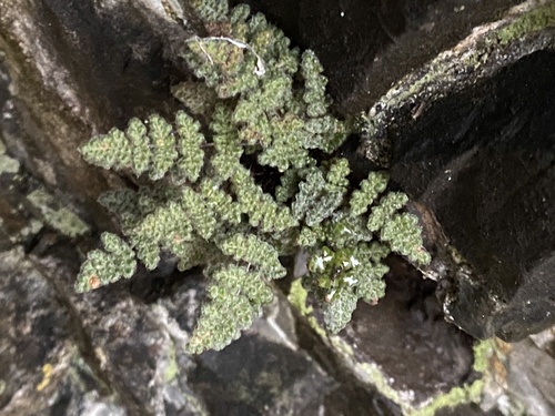 Myriopteris (lip ferns) (alternate view 7)