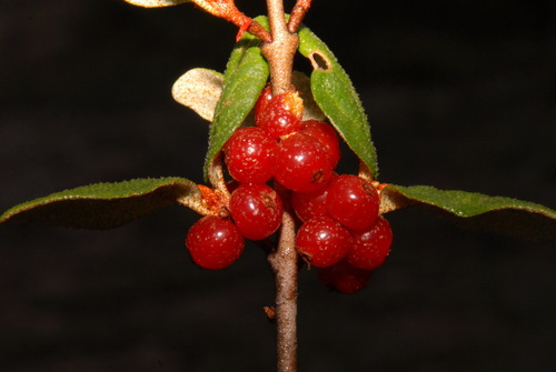 Shepherdia canadensis (Russet Buffaloberry) (alternate view 5)