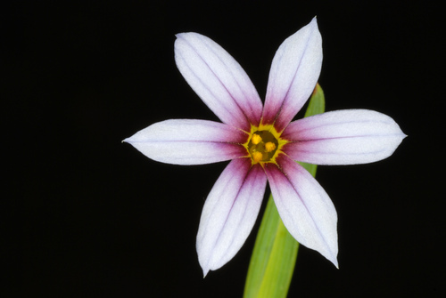 Sisyrinchium micranthum (Blue Pigroot) (alternate view 5)