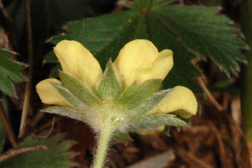 Potentilla canadensis (dwarf cinquefoil) (alternate view 2)