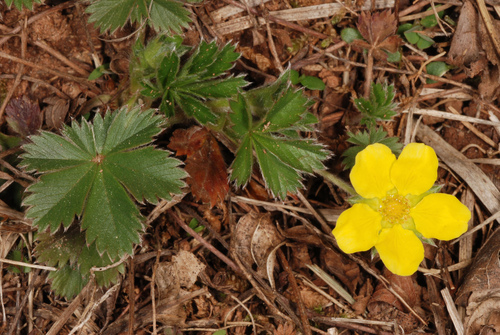 Potentilla canadensis (dwarf cinquefoil) (alternate view 3)