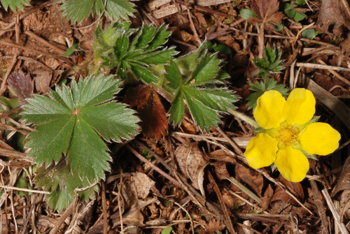 Potentilla canadensis (dwarf cinquefoil) (alternate view 4)