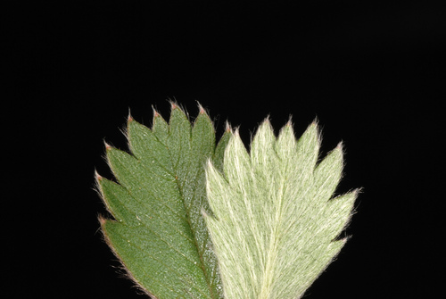 Potentilla canadensis (dwarf cinquefoil) (alternate view 5)