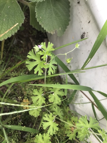 Geranium homeanum (Australasian Crane's-bill) (alternate view 5)