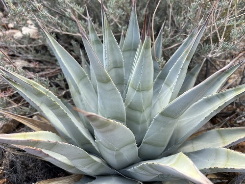 Agave deserti (desert agave) (alternate view 5)