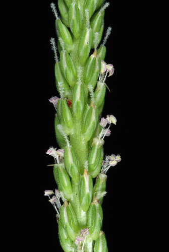 Plantago rugelii (American plantain) (alternate view 9)