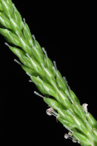 Plantago rugelii (American plantain) (alternate view 10)