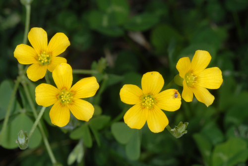 Oxalis dillenii (slender yellow woodsorrel)