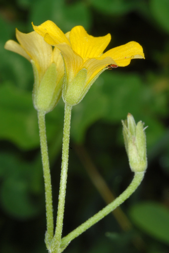Oxalis dillenii (slender yellow woodsorrel)