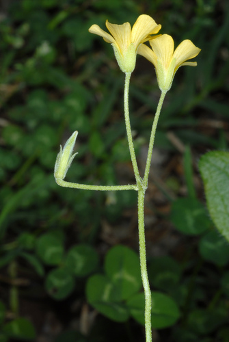 Oxalis dillenii (slender yellow woodsorrel)