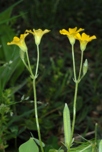 Oxalis dillenii (slender yellow woodsorrel)