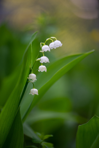 Convallaria majalis (lily of the valley) (alternate view 3)
