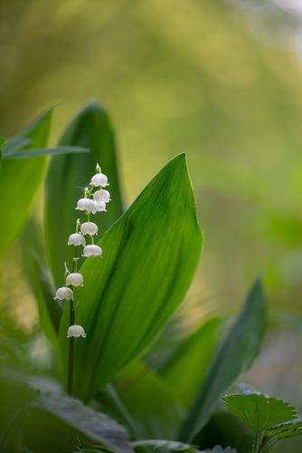 Convallaria majalis (lily of the valley)