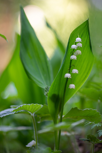 Convallaria majalis (lily of the valley) (alternate view 5)