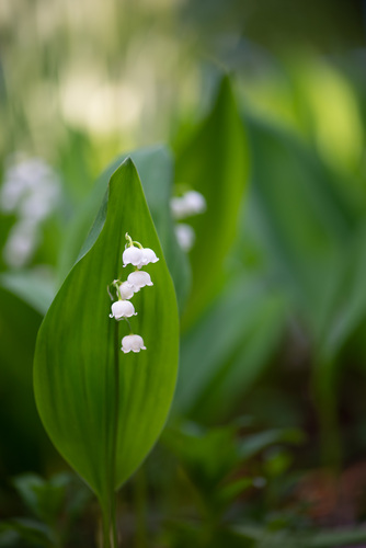 Convallaria majalis (lily of the valley) (alternate view 4)