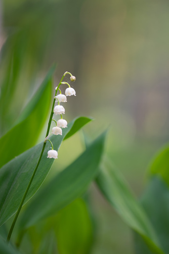 Convallaria majalis (lily of the valley) (alternate view 2)