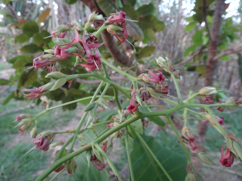 Anacardium occidentale (Cashew) (alternate view 7)