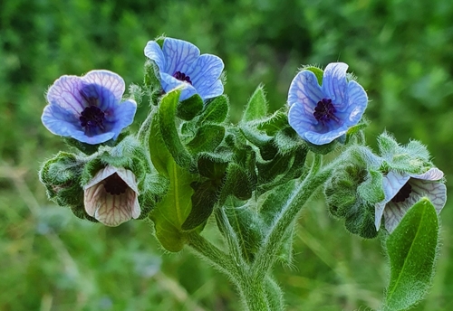 Cynoglossum (Hound's-tongues) (alternate view 7)