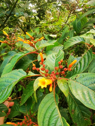 Hamelia patens (Firebush) (alternate view 5)
