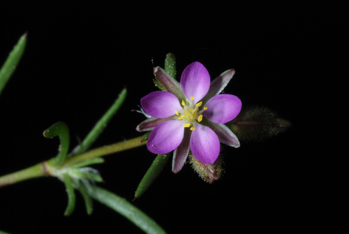 Spergularia rubra (Red Sand Spurrey)