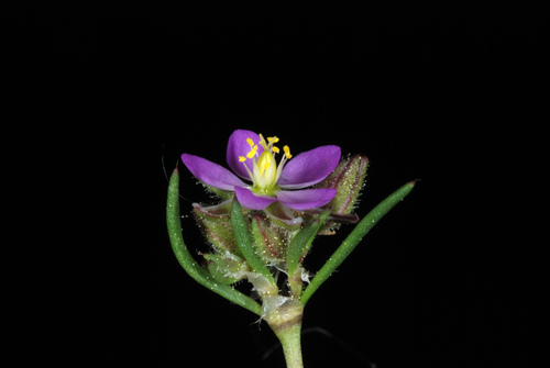 Spergularia rubra (Red Sand Spurrey)