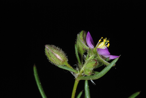 Spergularia rubra (Red Sand Spurrey)