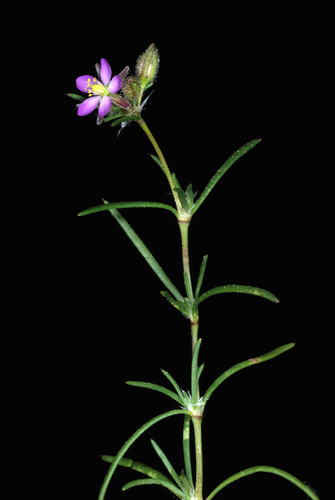 Spergularia rubra (Red Sand Spurrey)
