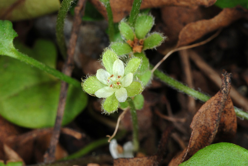 Dichondra carolinensis (Carolina ponysfoot) (alternate view 2)