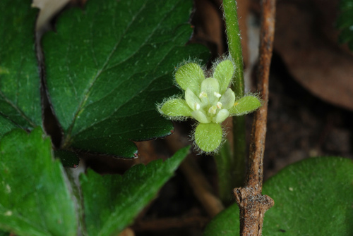 Dichondra carolinensis (Carolina ponysfoot) (alternate view 3)