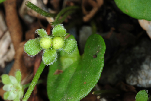 Dichondra carolinensis (Carolina ponysfoot) (alternate view 4)