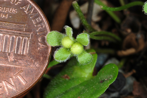 Dichondra carolinensis (Carolina ponysfoot) (alternate view 5)