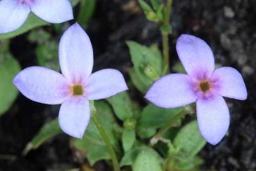 Houstonia pusilla (tiny bluet) (alternate view 2)