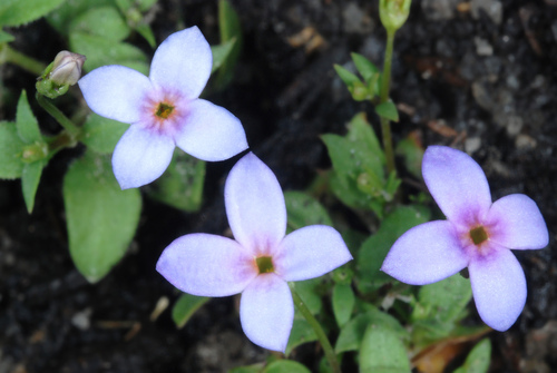Houstonia pusilla (tiny bluet) (alternate view 3)